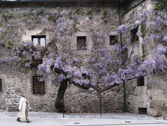 a man walking down the street in front of a building with purple flowers on it