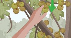 a hand reaching up to pick some fruit from a tree with an arrow pointing at it