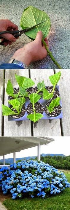 four different pictures with blue flowers and green plants in the foreground, one is being cut by scissors