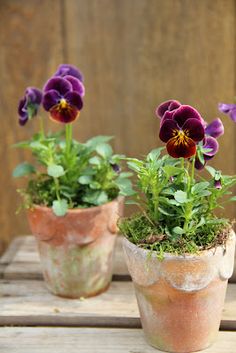 three potted plants sitting on top of a wooden table next to each other with purple flowers growing out of them