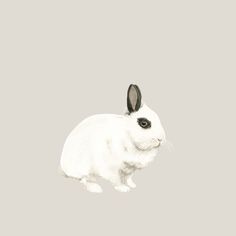 a white rabbit with black ears sitting on top of it's hind legs and looking at the camera