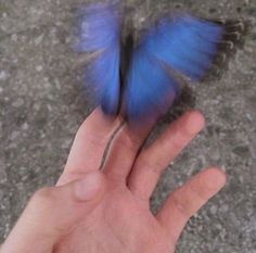 a blue bird flying in the air over a person's hand