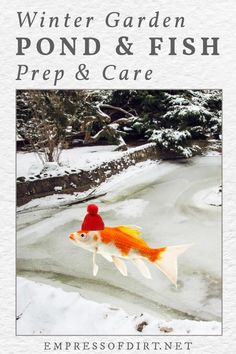 the cover of winter garden pond and fish prep & care