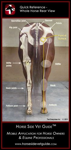 the horse's rear view is shown in this diagram, and shows its features