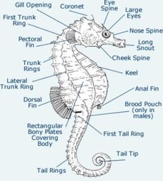 an image of a sea horse labeled in the body and labelled with all its parts