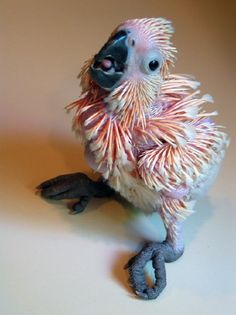 Moluccan Cockatoo baby Moluccan Cockatoo, All Birds, Exotic Birds, Pretty Birds, Colorful Birds, Cute Birds, Little Birds, Bird Feathers, Love Birds