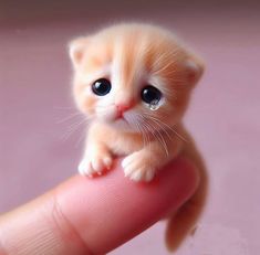 a tiny orange kitten sitting on top of a persons finger