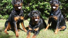 three black and brown dogs sitting in the grass