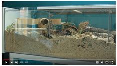 a glass case filled with lots of different types of animals in it's habitat