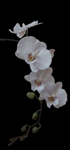 three white flowers with water droplets on them against a black background, in the dark