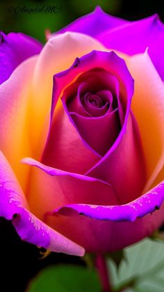 a pink and yellow rose with water droplets on it's petals in the dark