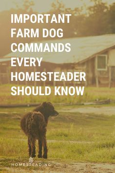 a brown dog standing on top of a grass covered field next to a farm house