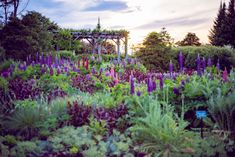 the garden is full of purple flowers and green plants, with a pergolated arbor in the background