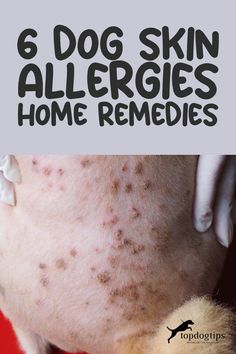 Try These 6 Home Remedies for Dog Allergies Itch Remedies, Dog Allergies Remedies, Dog Itching Remedies, Itchy Skin Remedy, Dog Skin Allergies, Home Remedies For Allergies, Itchy Dog, Dog Remedies, Healthy Dog Treats Homemade