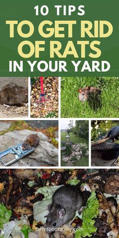 the cover of 10 tips to get ridd of rats in your yard with pictures of various