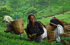 three women picking tea leaves in the middle of a tea plantation with baskets on their heads