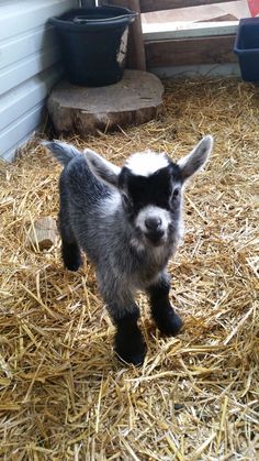 a small black and white goat standing on some hay