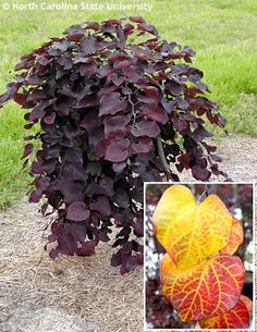 a large purple plant with lots of leaves growing on it's side in the grass