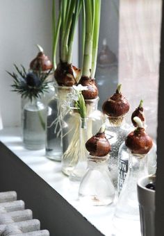 several vases with flowers in them sitting on a window sill