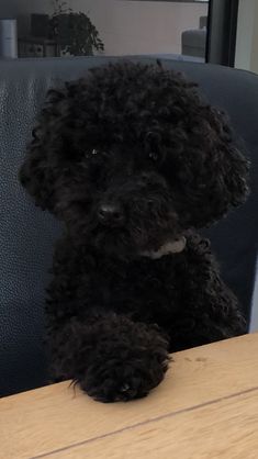 a small black dog sitting on top of a wooden table