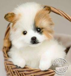 a small white and brown dog sitting in a basket next to a silver coin on a table