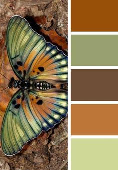 a colorful butterfly sitting on top of a leaf in the forest with color swatches