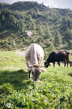 two cows grazing on grass in the mountains