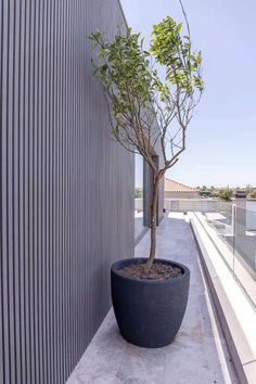 a potted tree on the side of a building