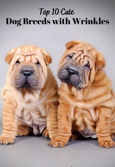 two puppies sitting next to each other with the words top 10 cute dog breeds with wrinkles