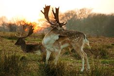 two deer standing next to each other in a field