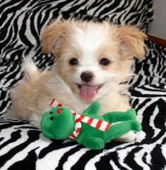 a small white dog laying on top of a zebra print blanket holding a green stuffed animal