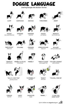 an image of cats and dogs in japanese