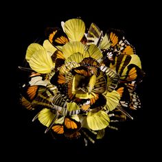 a bunch of butterflies that are sitting in the middle of a circle on a black background