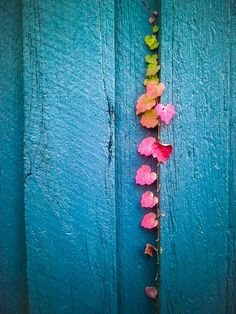 some pink and yellow flowers are growing on a blue wall