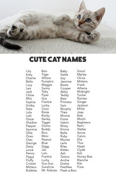 a cat laying on its back with the names of cats in it's paws