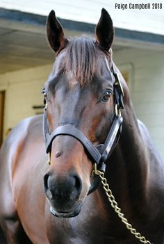 a brown horse wearing a bridle standing in front of a building