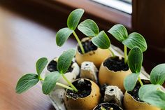 small potted plants with green leaves growing out of them