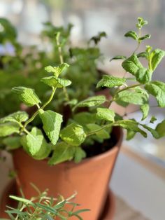 some green plants in a brown pot on a window sill