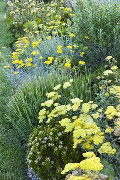 a garden filled with lots of different types of flowers