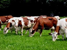 several brown and white cows are grazing in the grass