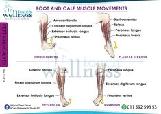 Physical Therapy Assistant Student, Peroneus Longus, Human Muscle Anatomy, Daily Stretches, Physical Therapy Assistant