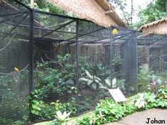 a fenced in area with lots of plants and trees