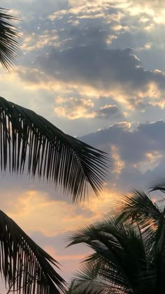 some palm trees and clouds in the sky