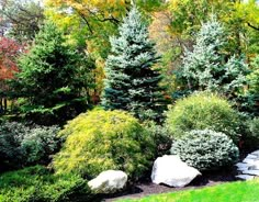 some very pretty trees and rocks in the grass