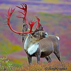 a deer with large antlers standing on top of a grass covered hill in front of a colorful background