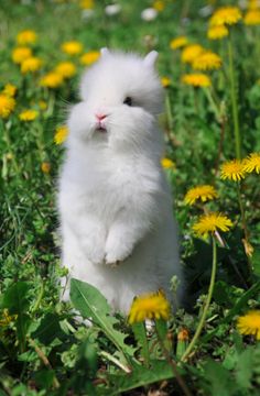 a small white rabbit standing on its hind legs in a field of dandelions