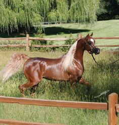 a brown horse is running through the grass