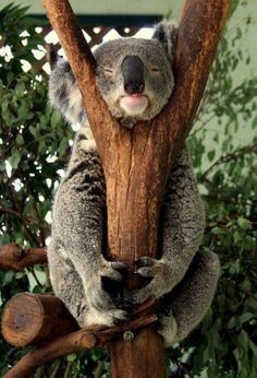 a koala bear sitting on top of a tree branch with its head hanging down