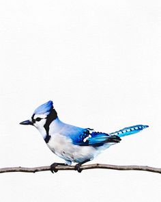 a blue and white bird sitting on top of a tree branch in front of a white sky