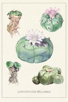 a watercolor painting of flowers and plants with the words lophophora williamsii